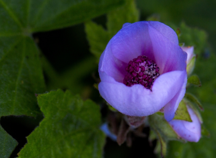 Iliamna latibracteata, Marsh Mallow.jpg